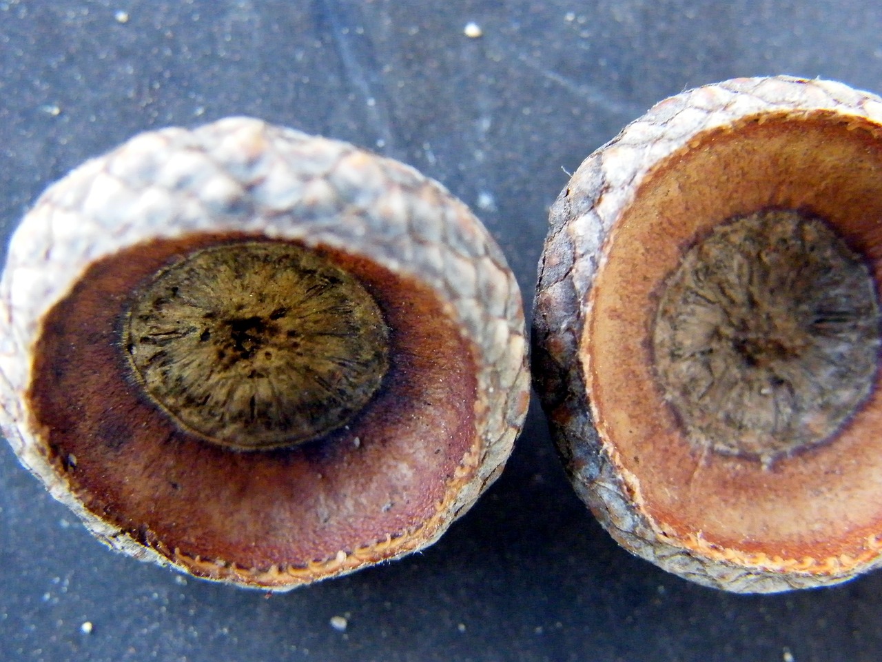 shells acorns seeds free photo