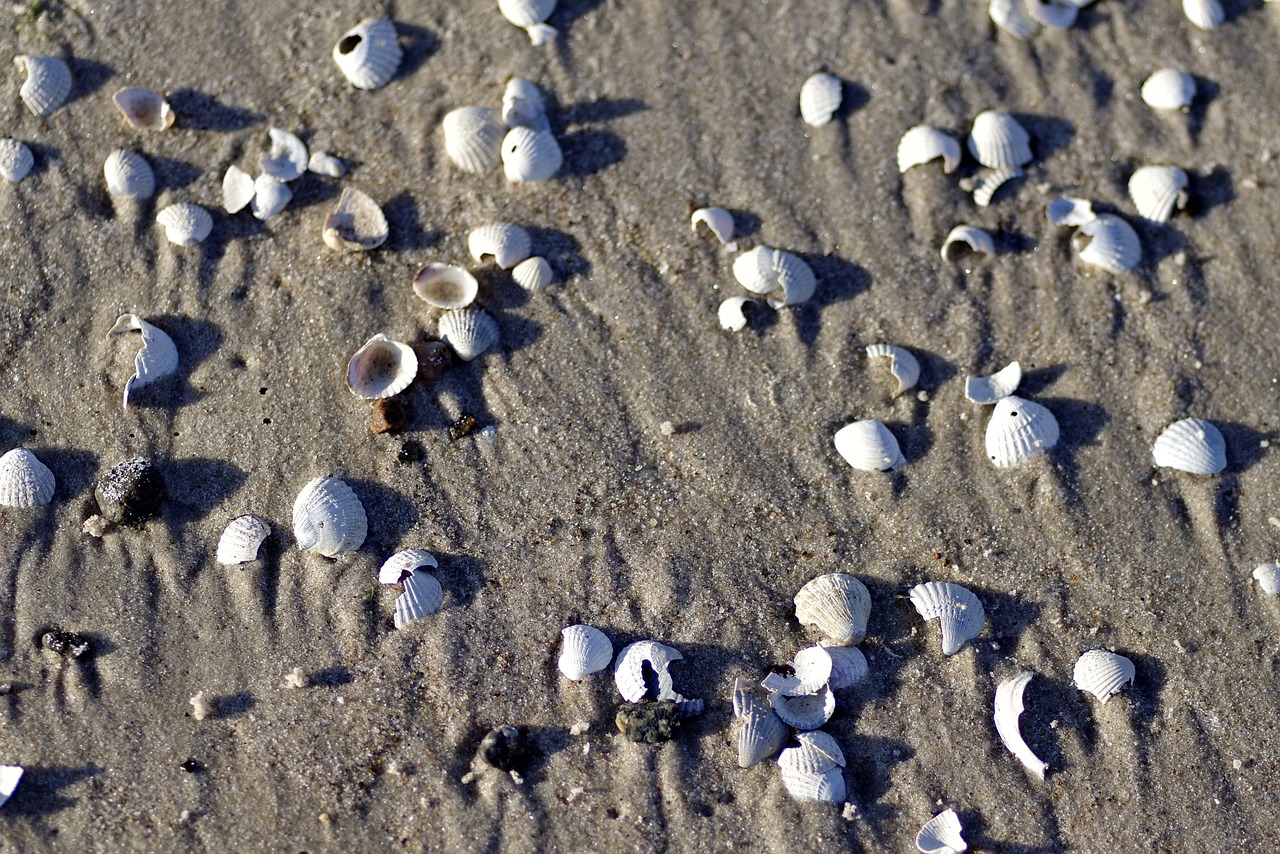 shells a lot scallop free photo