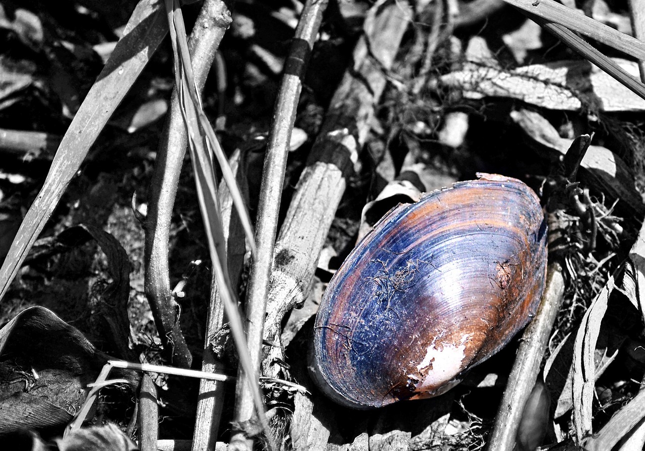 shells dead shells snails free photo