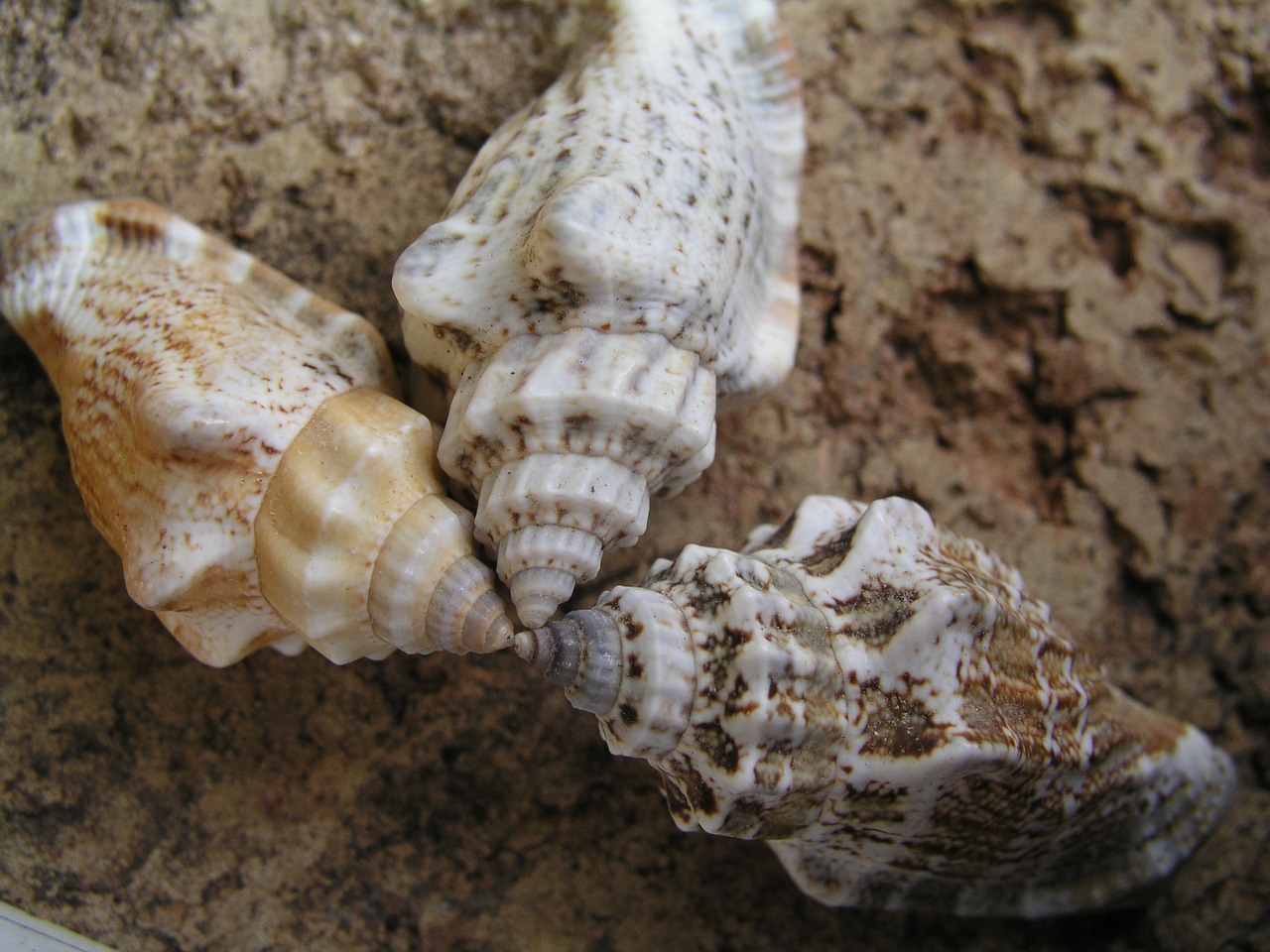 shells seaside sand free photo