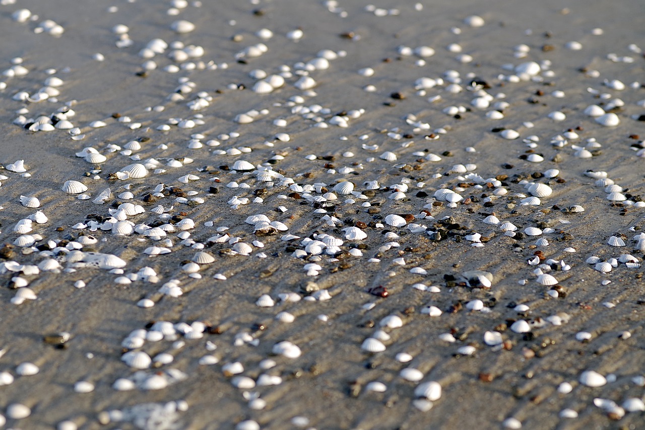 shells beach sea free photo