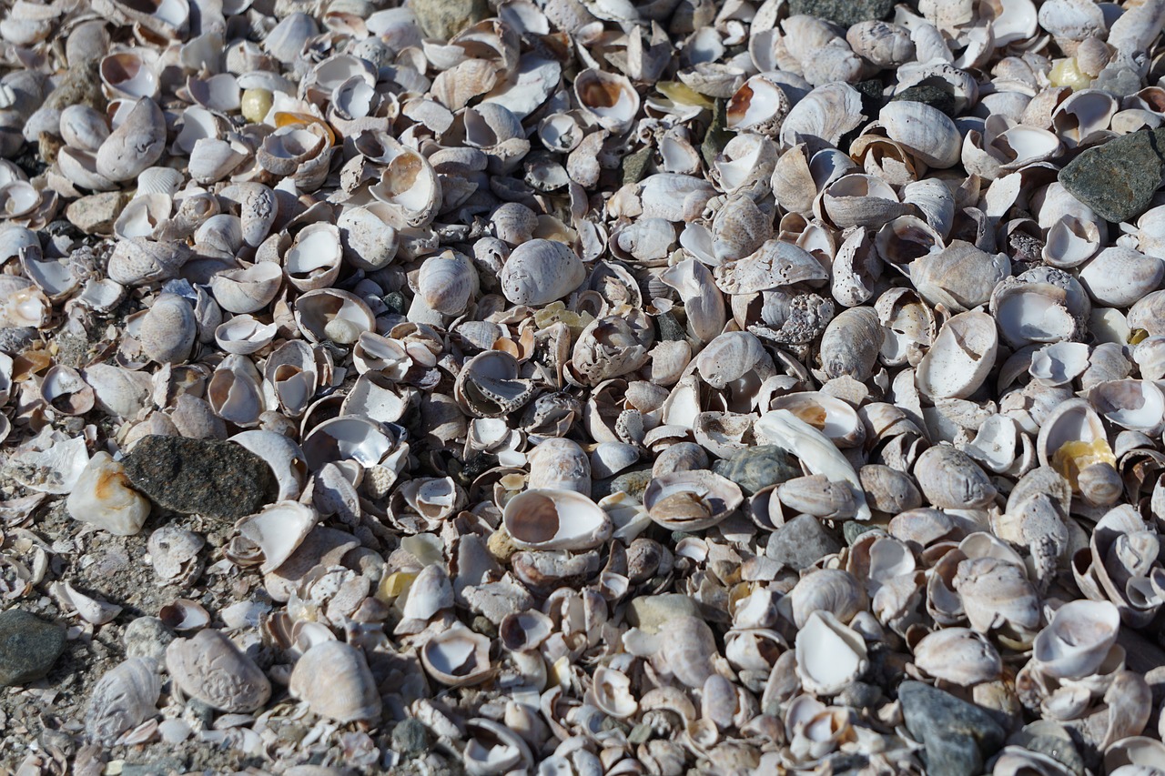 shells wallpaper seas free photo