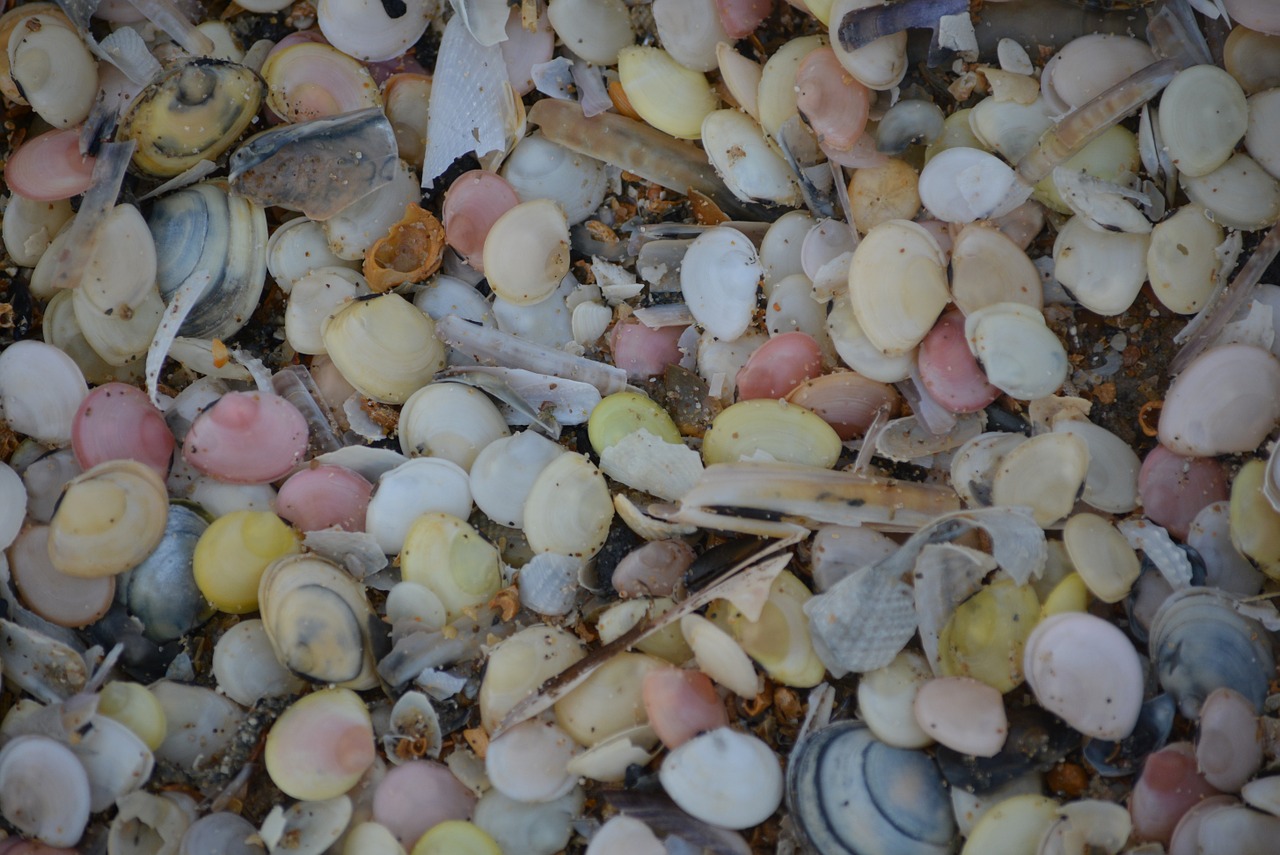 shells nature colors free photo