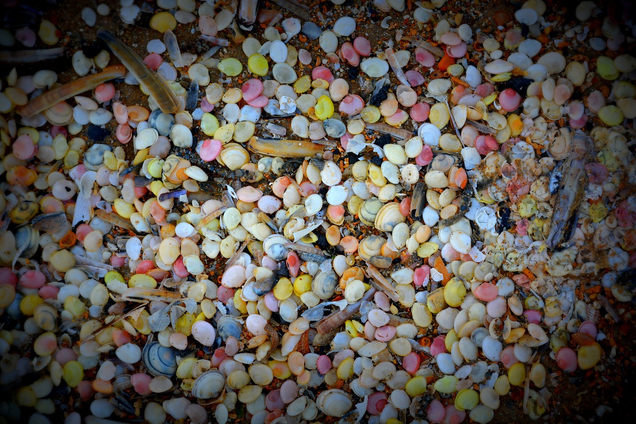 shells colors beach free photo