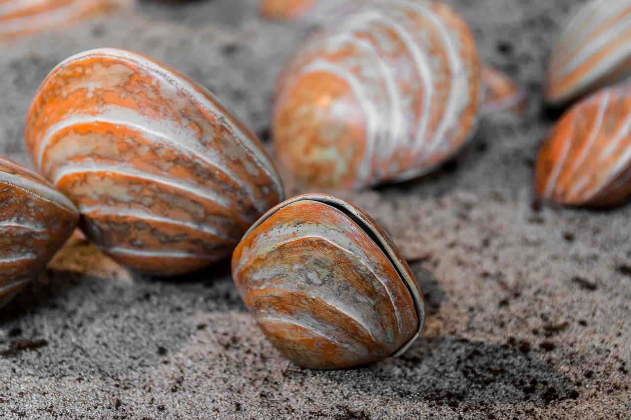 shells crustaceans marine free photo