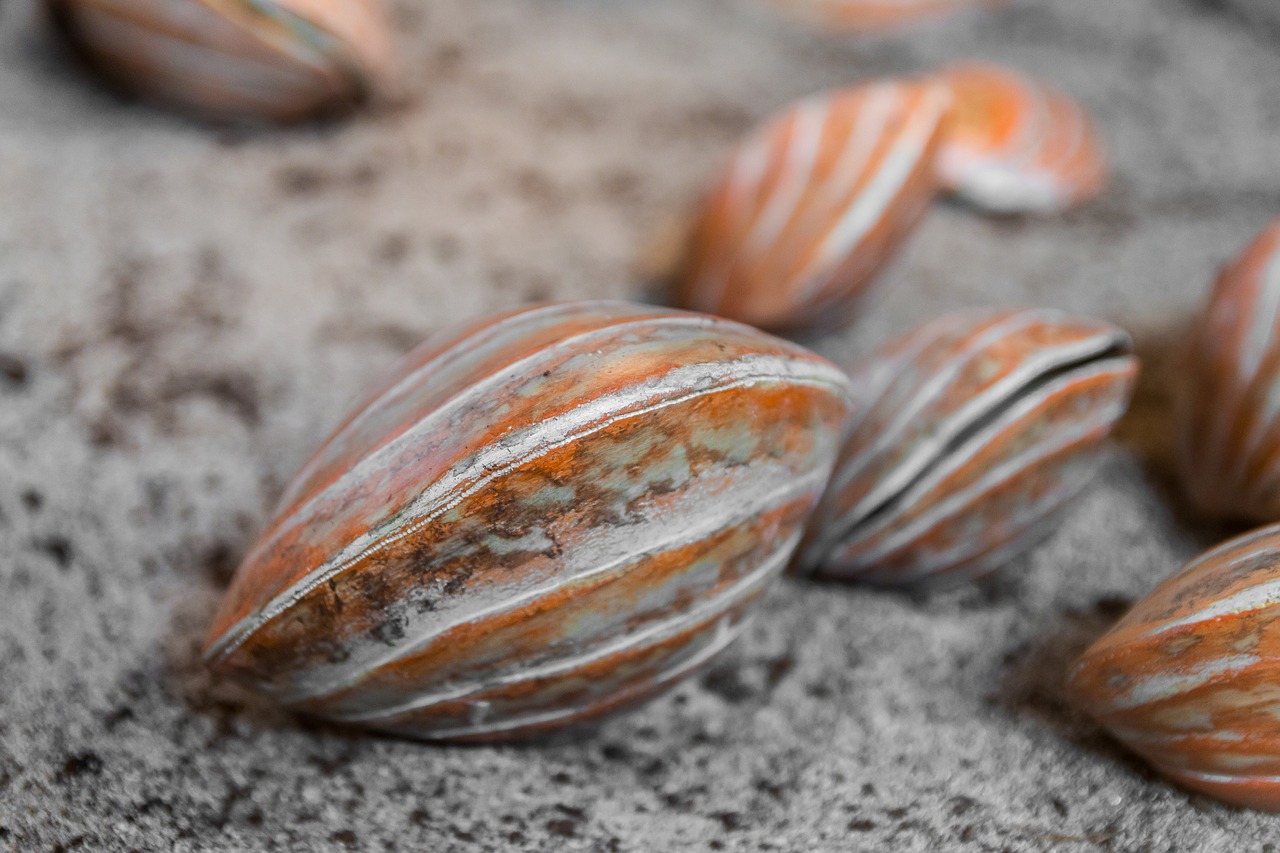 shells crustaceans marine free photo