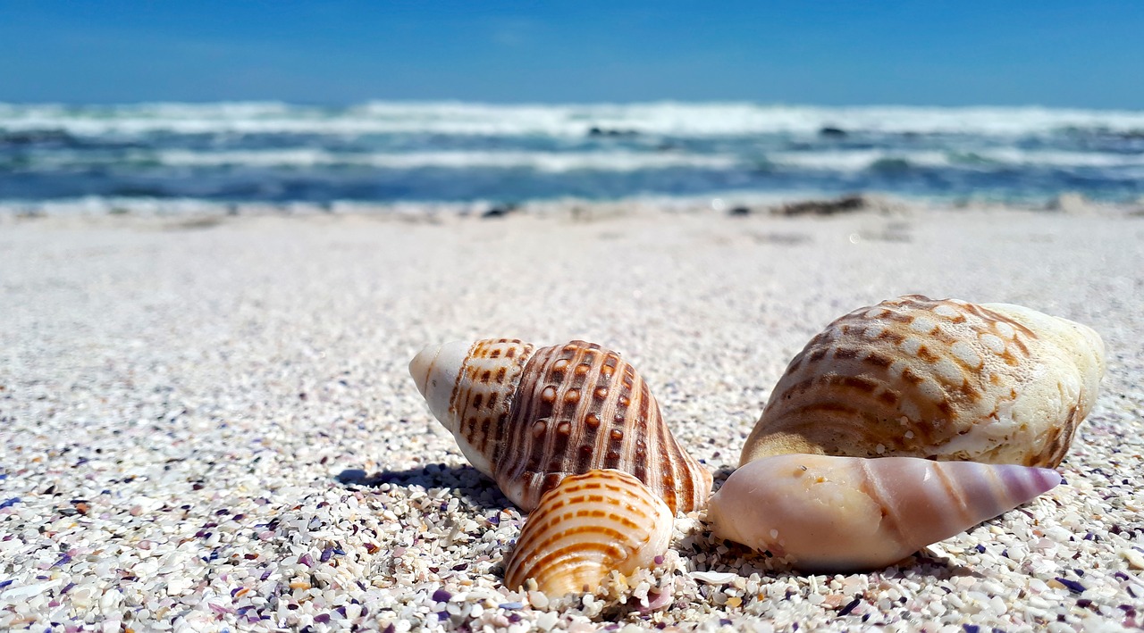 shells shell sand free photo