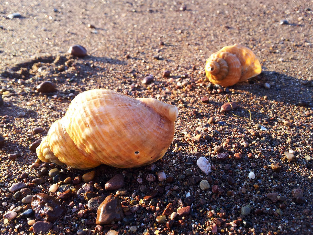 shells beach sand free photo