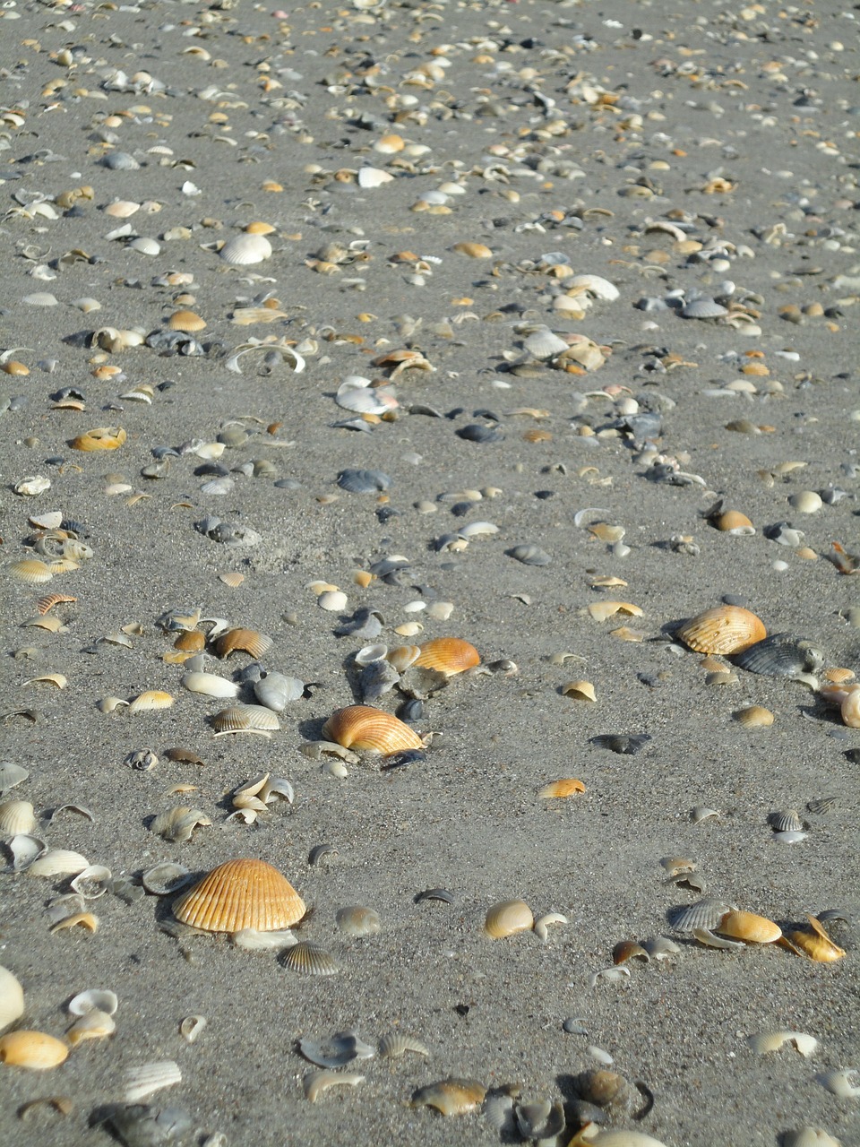 shells beach shell free photo