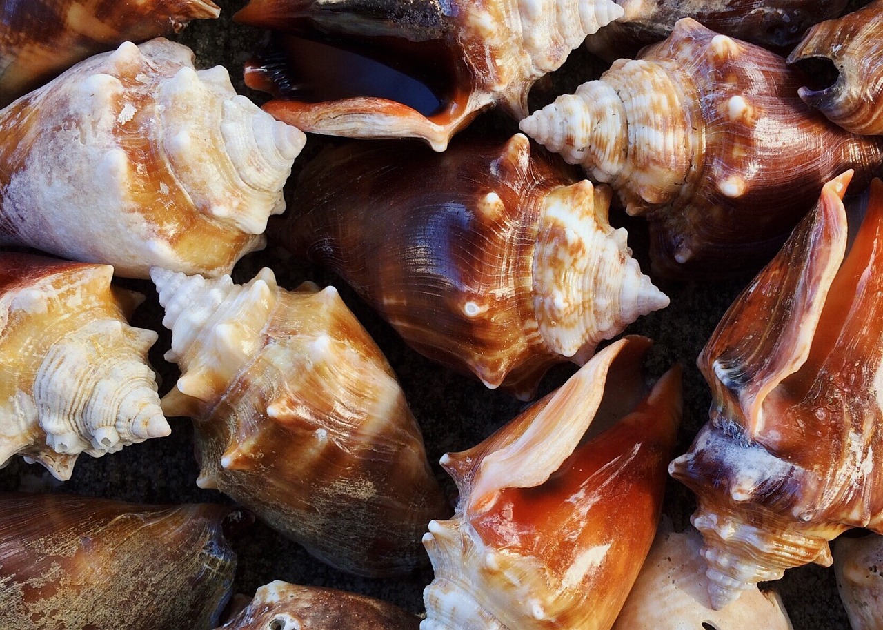 shells conch sea free photo