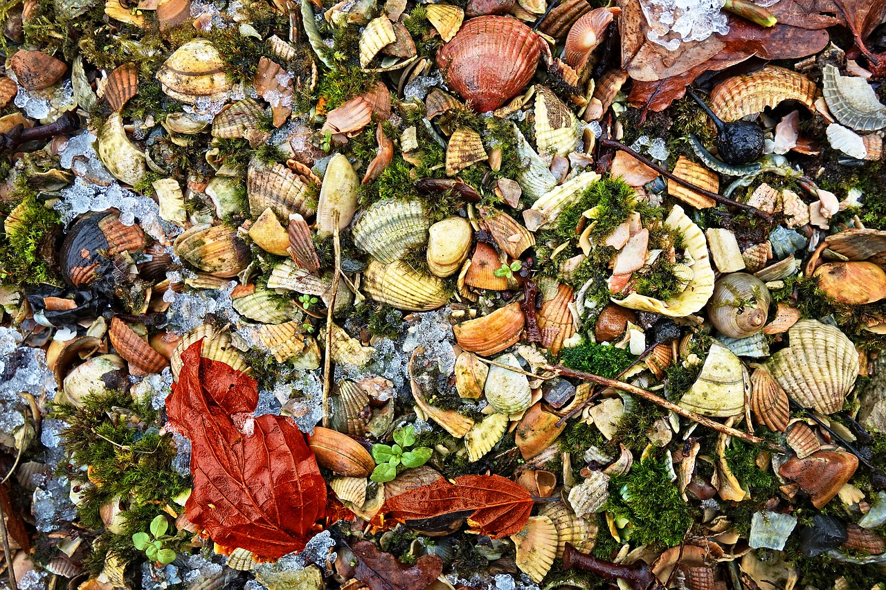 shells leaves grit free photo