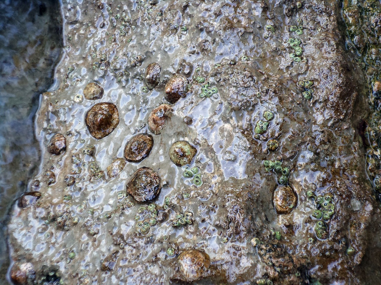 shells sea shells stone free photo