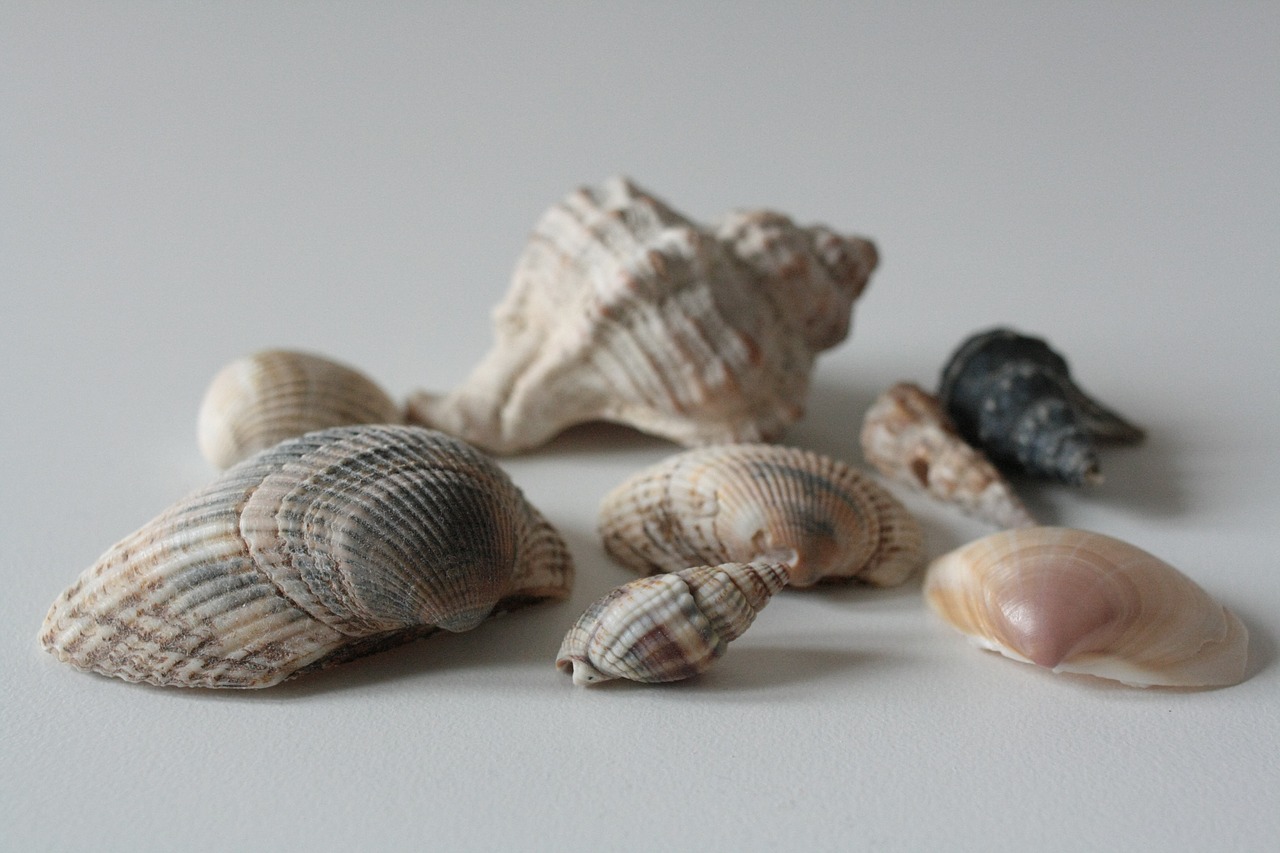 shells  shell  sea free photo