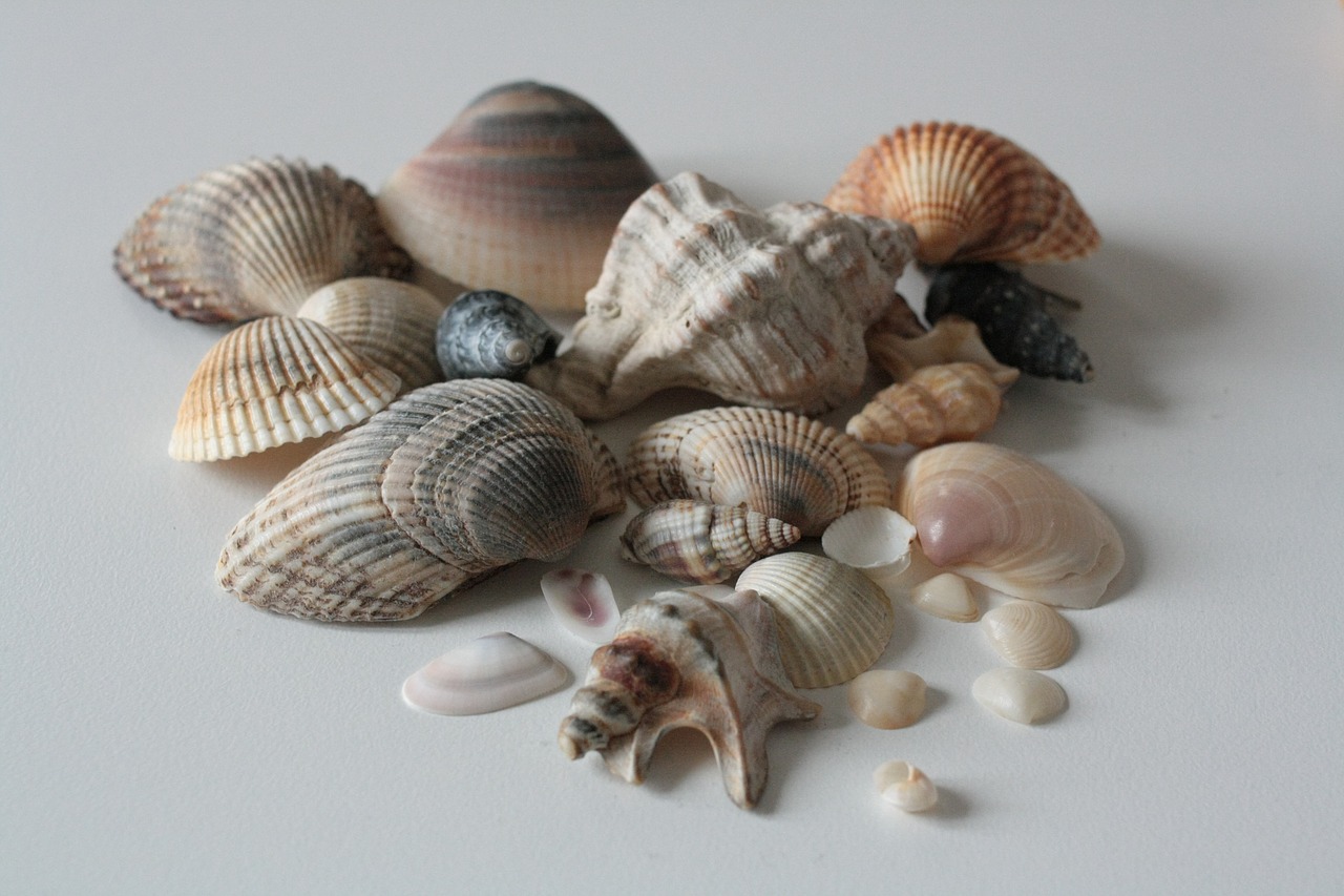 shells  shell  sea free photo