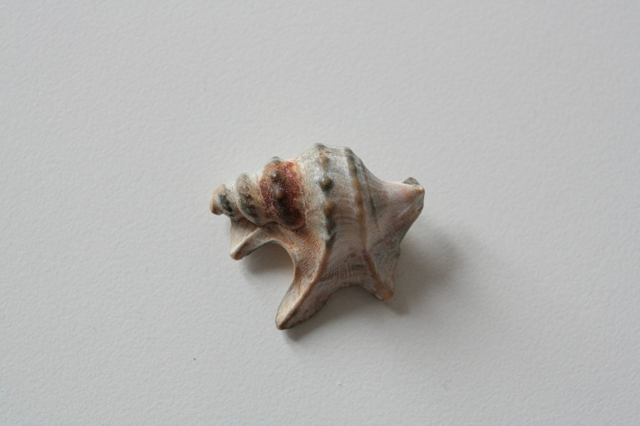 shells  shell  sea free photo