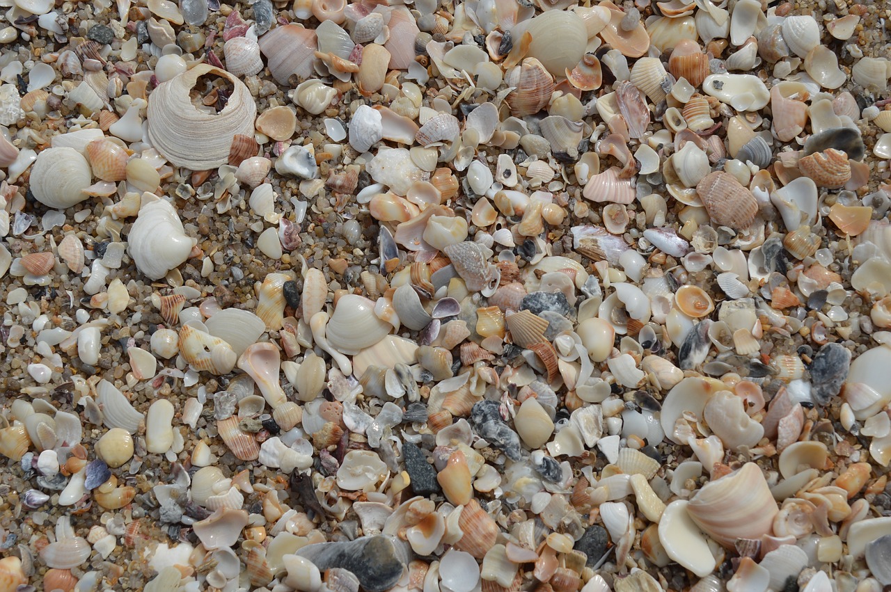 shells macro beira mar free photo