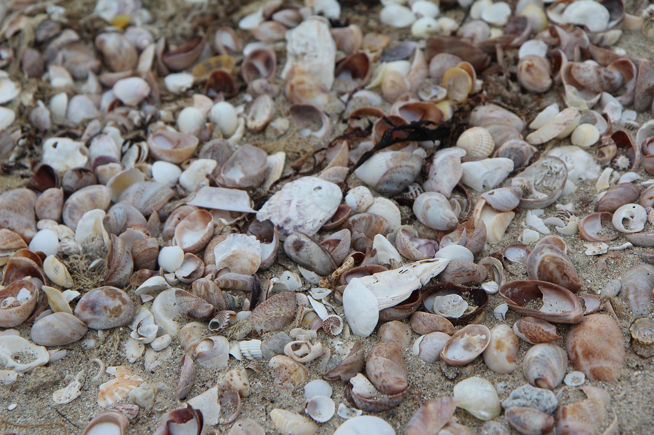 shells  beach  brittany free photo