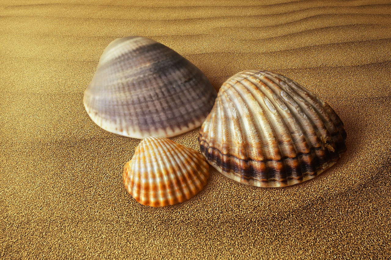 shells  clam  molluscum free photo