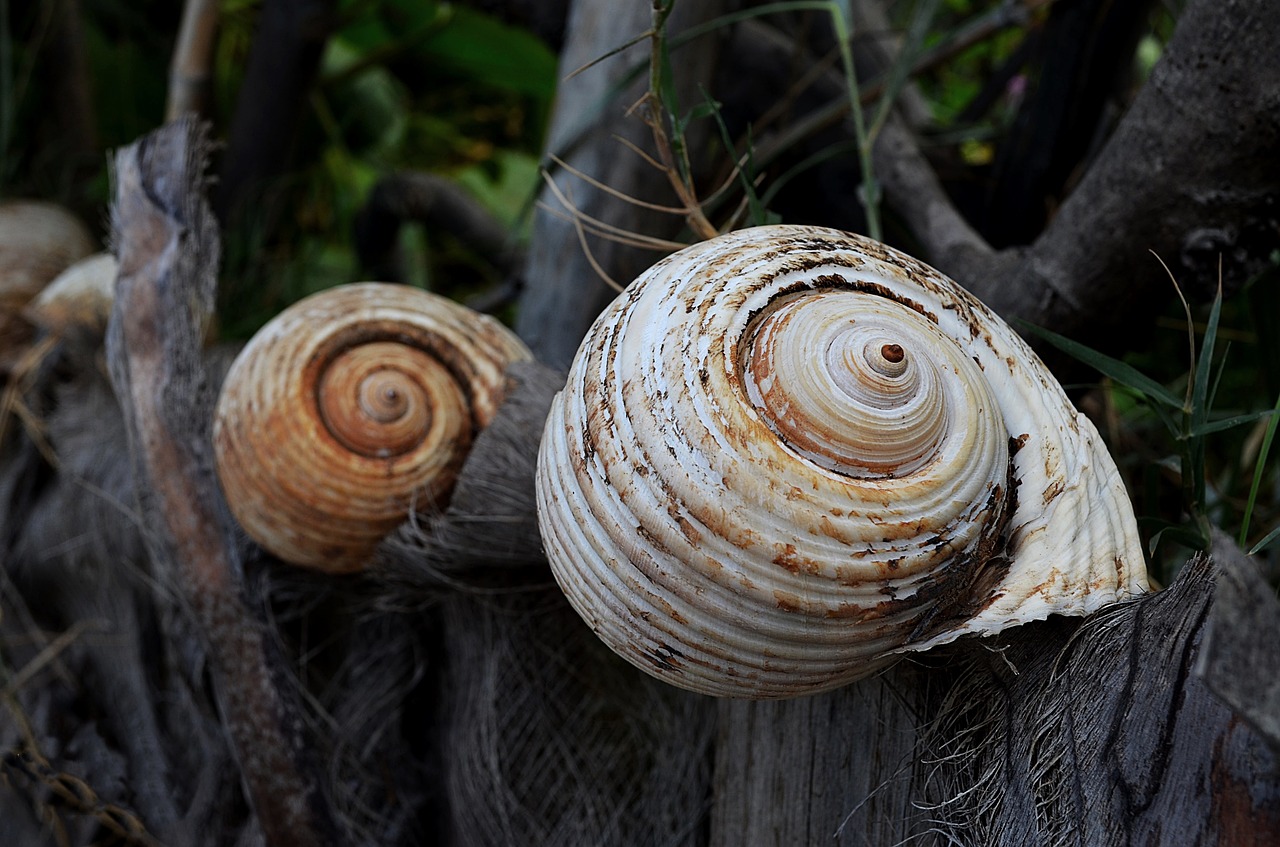 shells  big  beach free photo