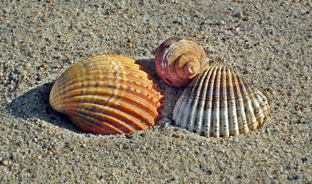 shells  beach  sand free photo