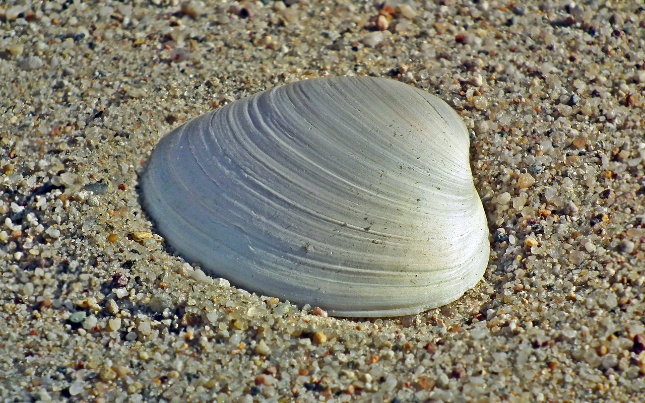 shells  sand  sea free photo