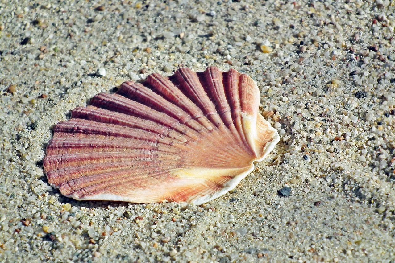 shells  sand  sea free photo
