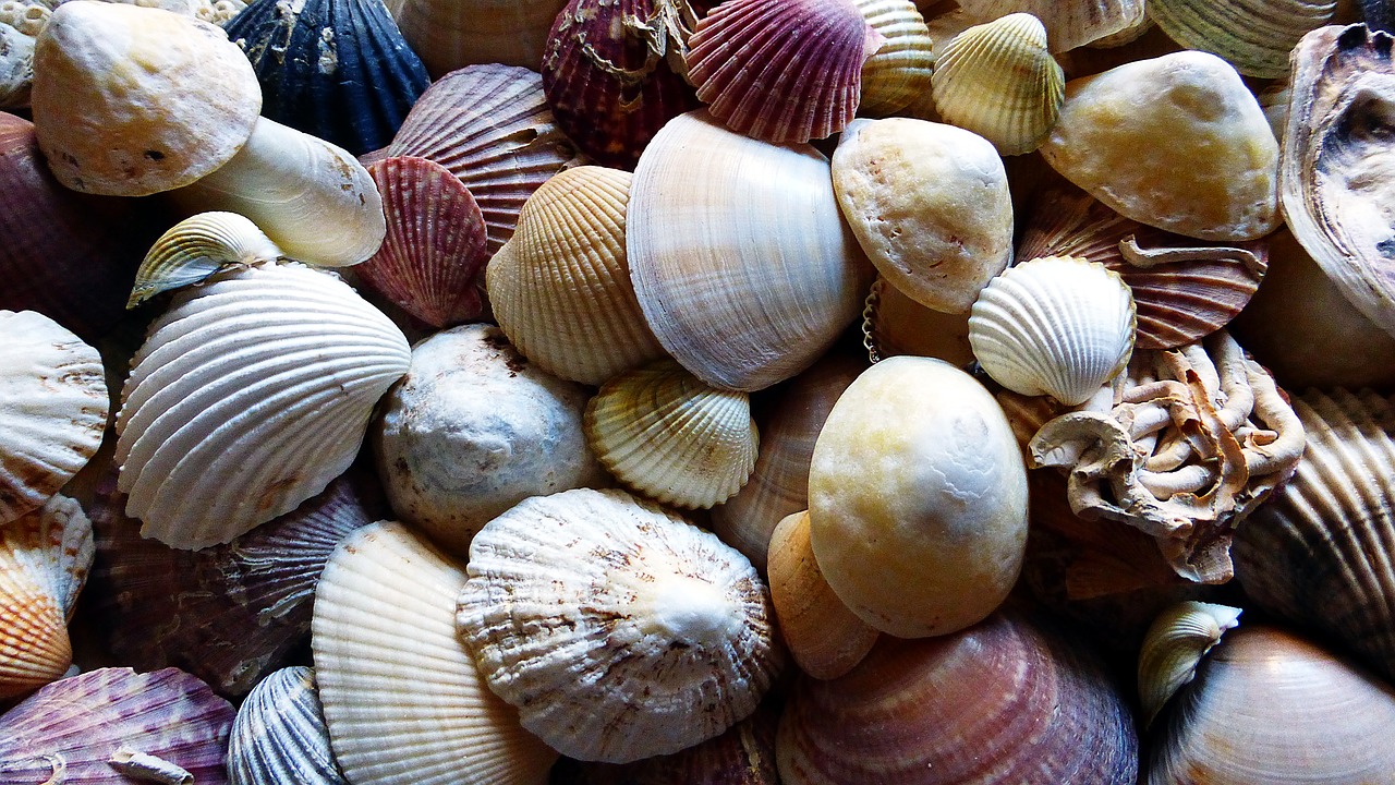 shells  make screen  sea free photo