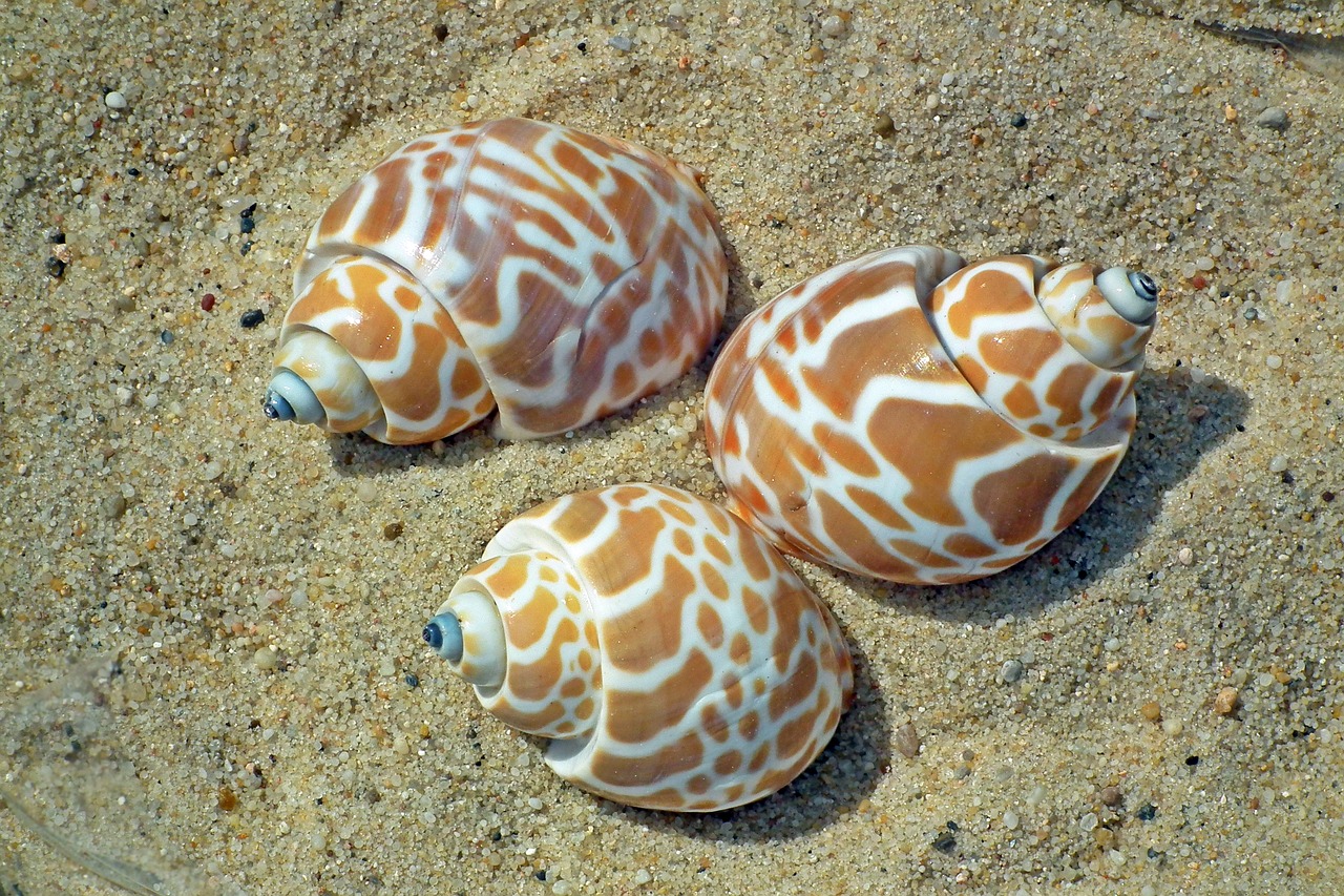 shells  sea  nature free photo