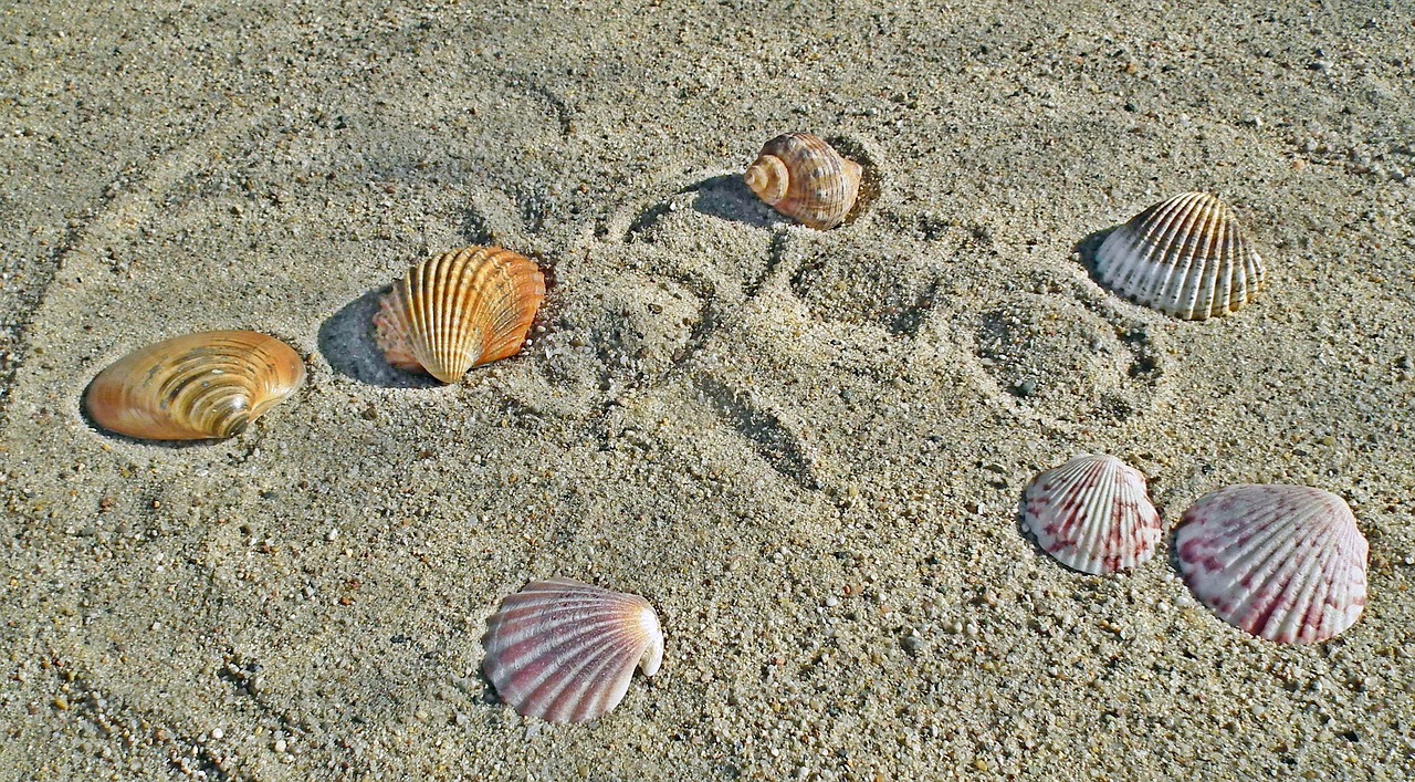 shells  sand  the coast free photo