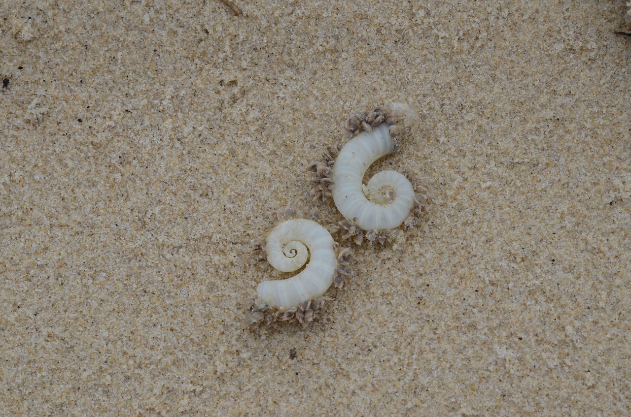 shells  beach  sand free photo