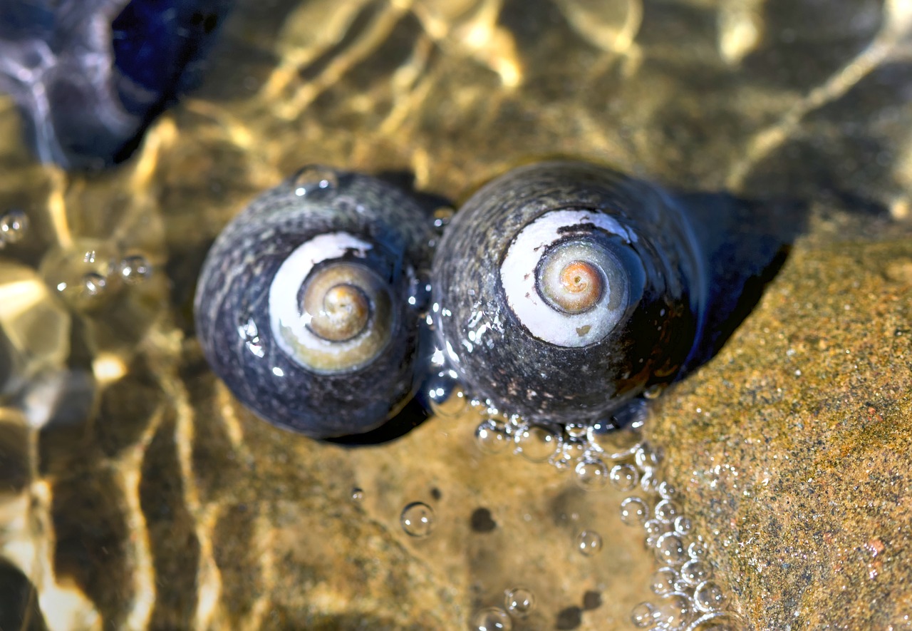 shells  lajolla  sandiego free photo