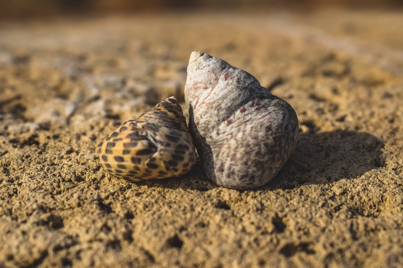 shells  nature  beach free photo