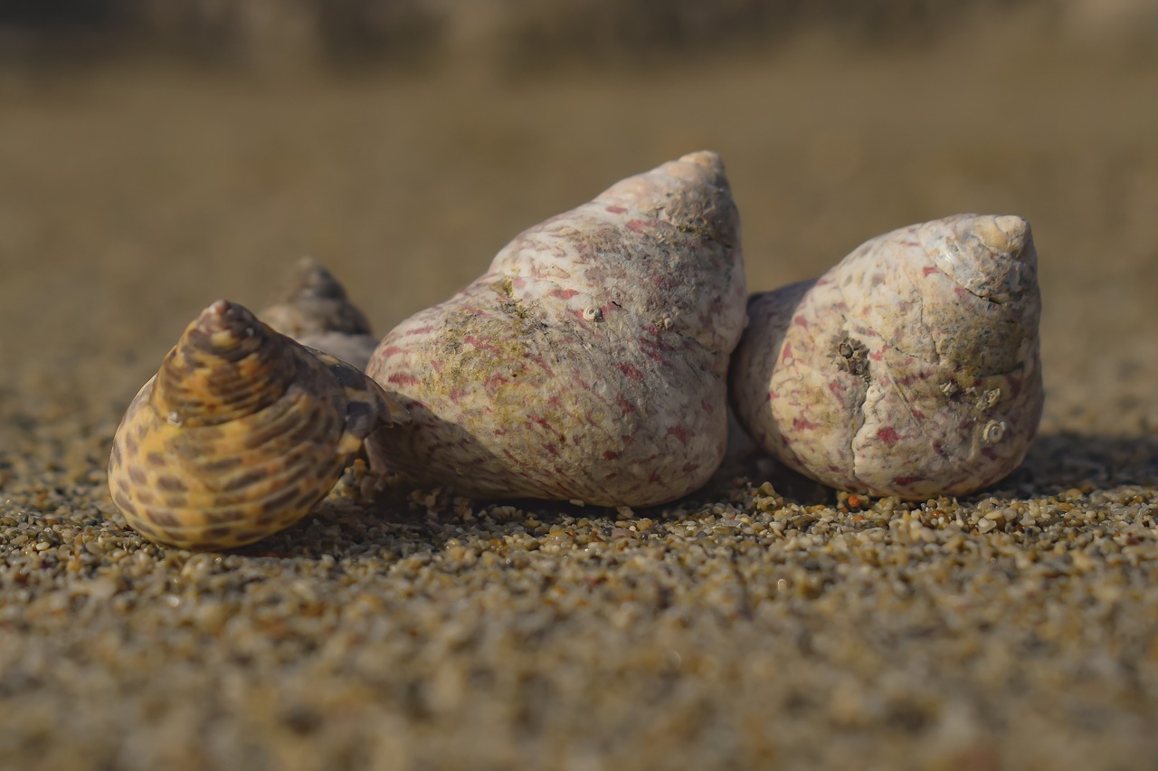 shells  nature  beach free photo