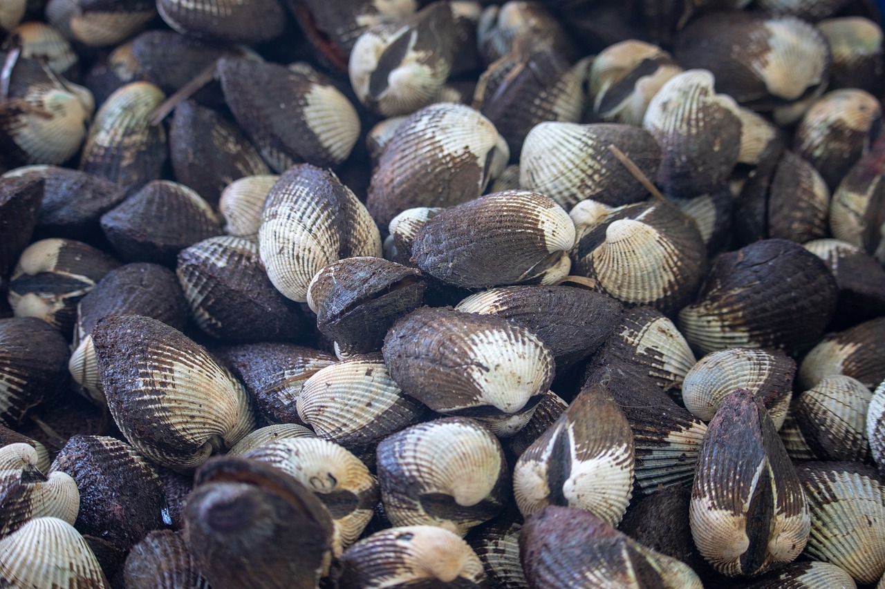 shells  food  seafood free photo