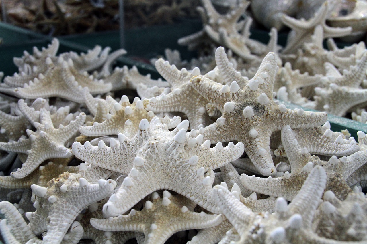 shells  ocean  starfish free photo