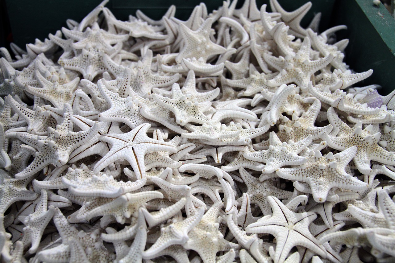 shells  ocean  starfish free photo