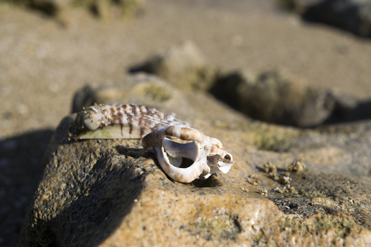 shells  shell  beach free photo