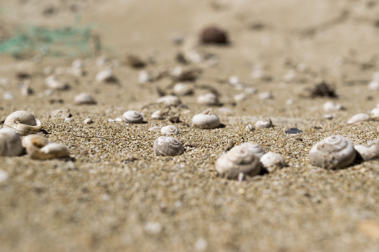 shells  sand  sea free photo