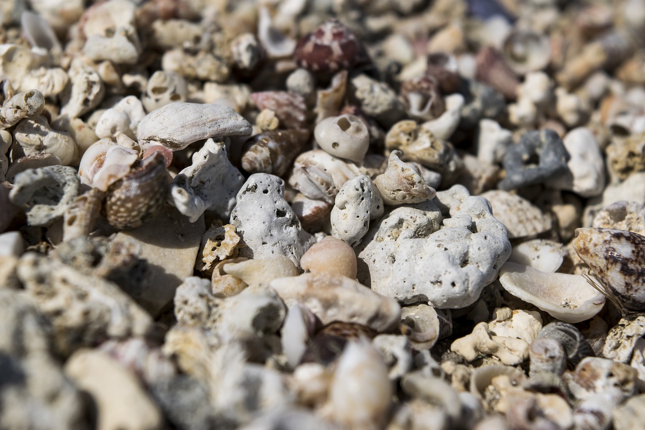 shells  rocks  stones free photo