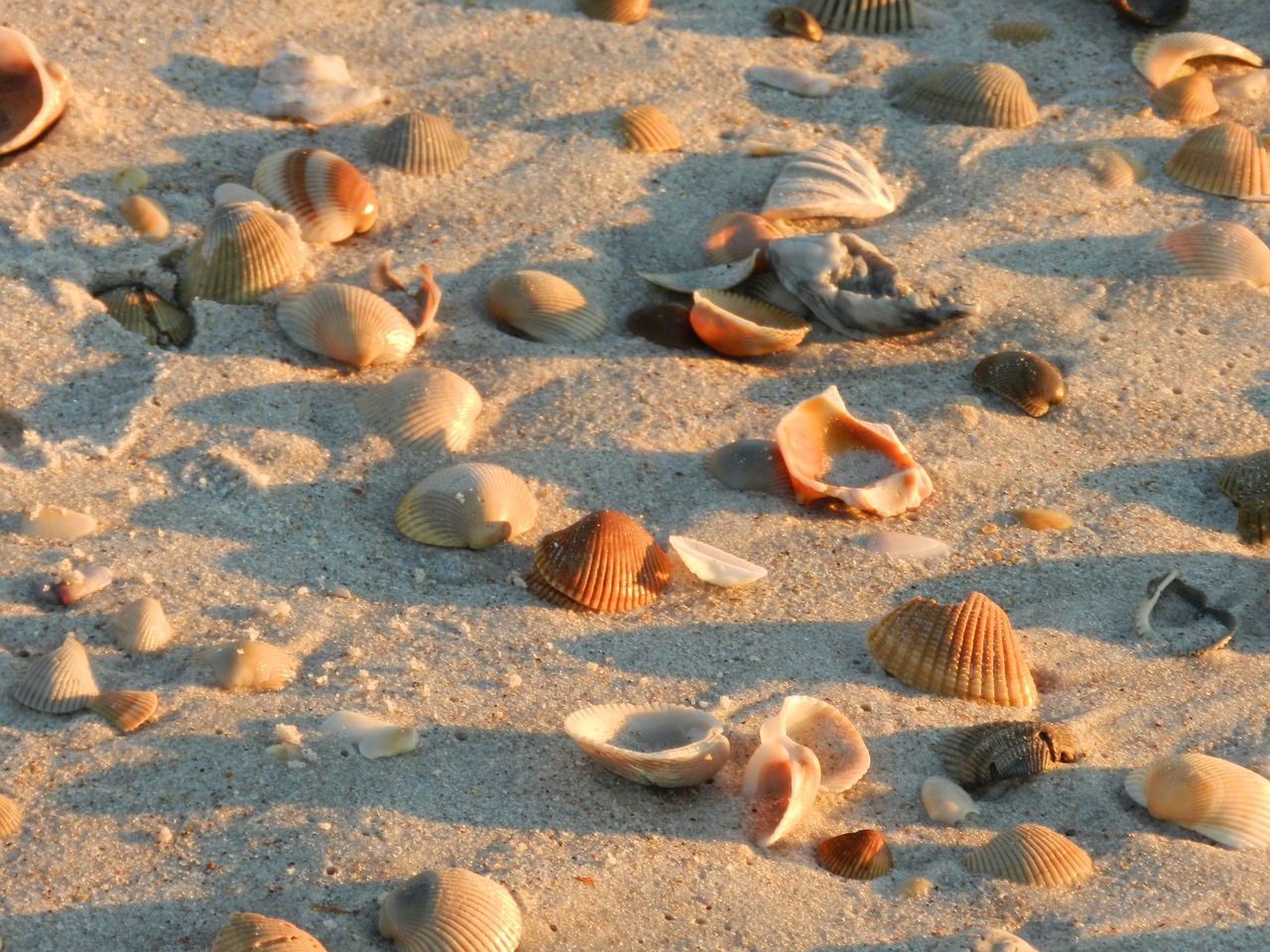 shells beach sand free photo