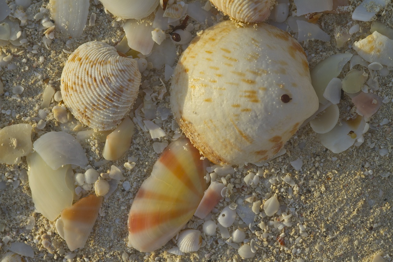 shells beach sea free photo