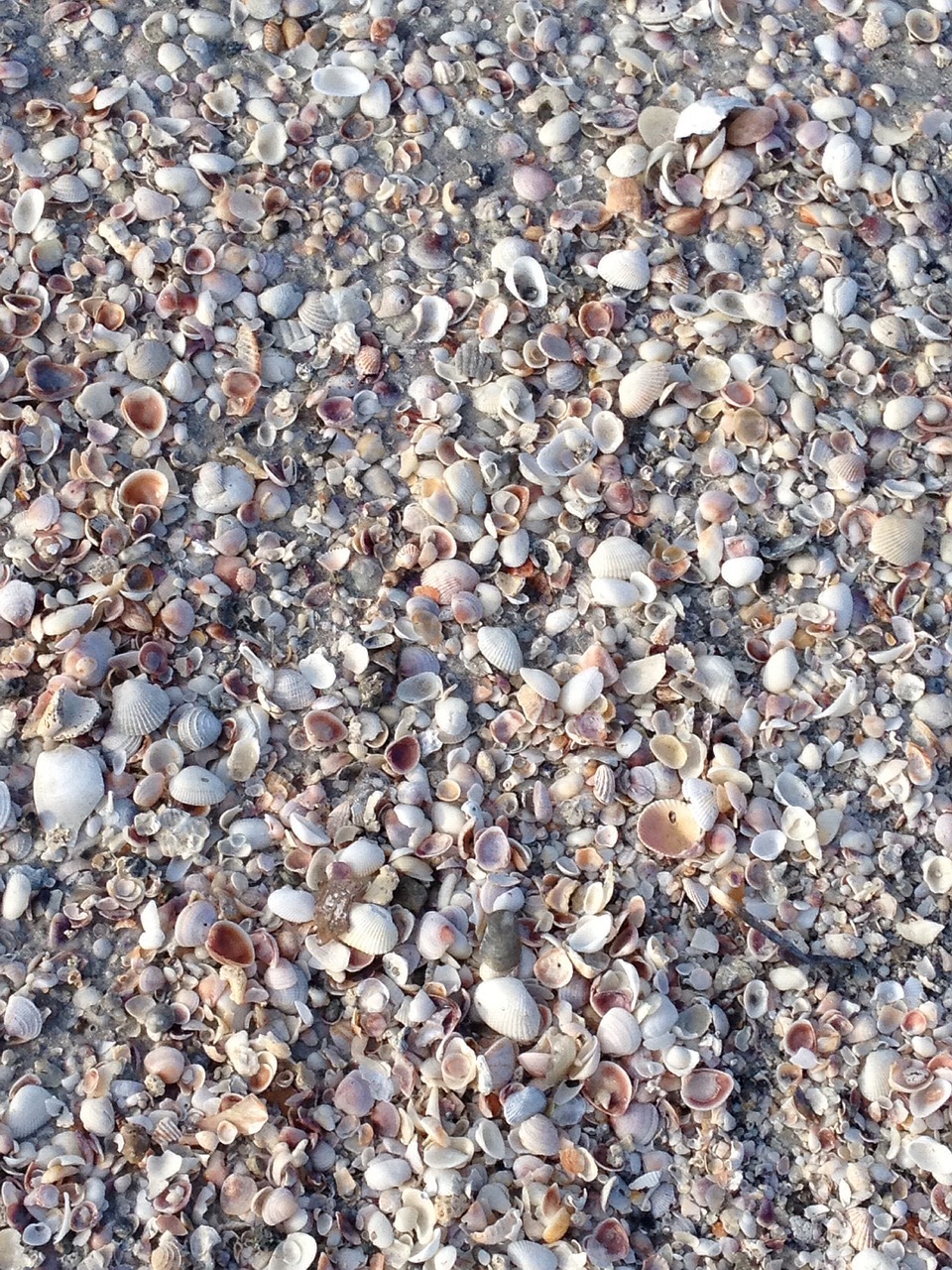 shells seashore beach free photo