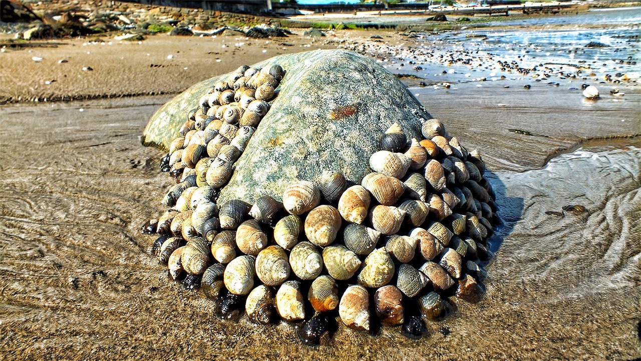 shells pebbles sea free photo