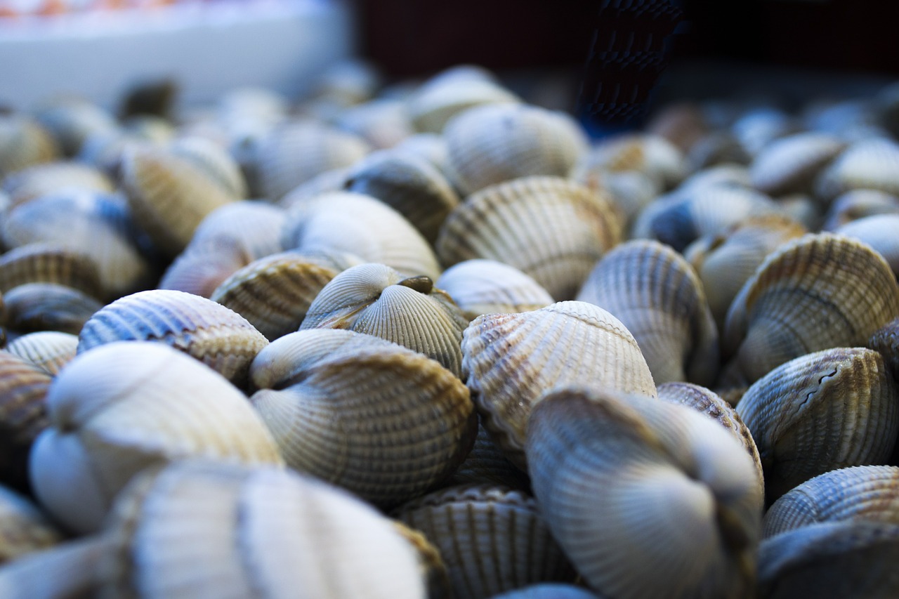 shells sea macro free photo