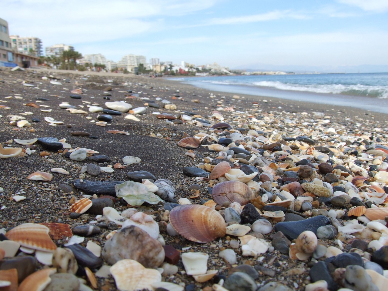 shells sand sea free photo