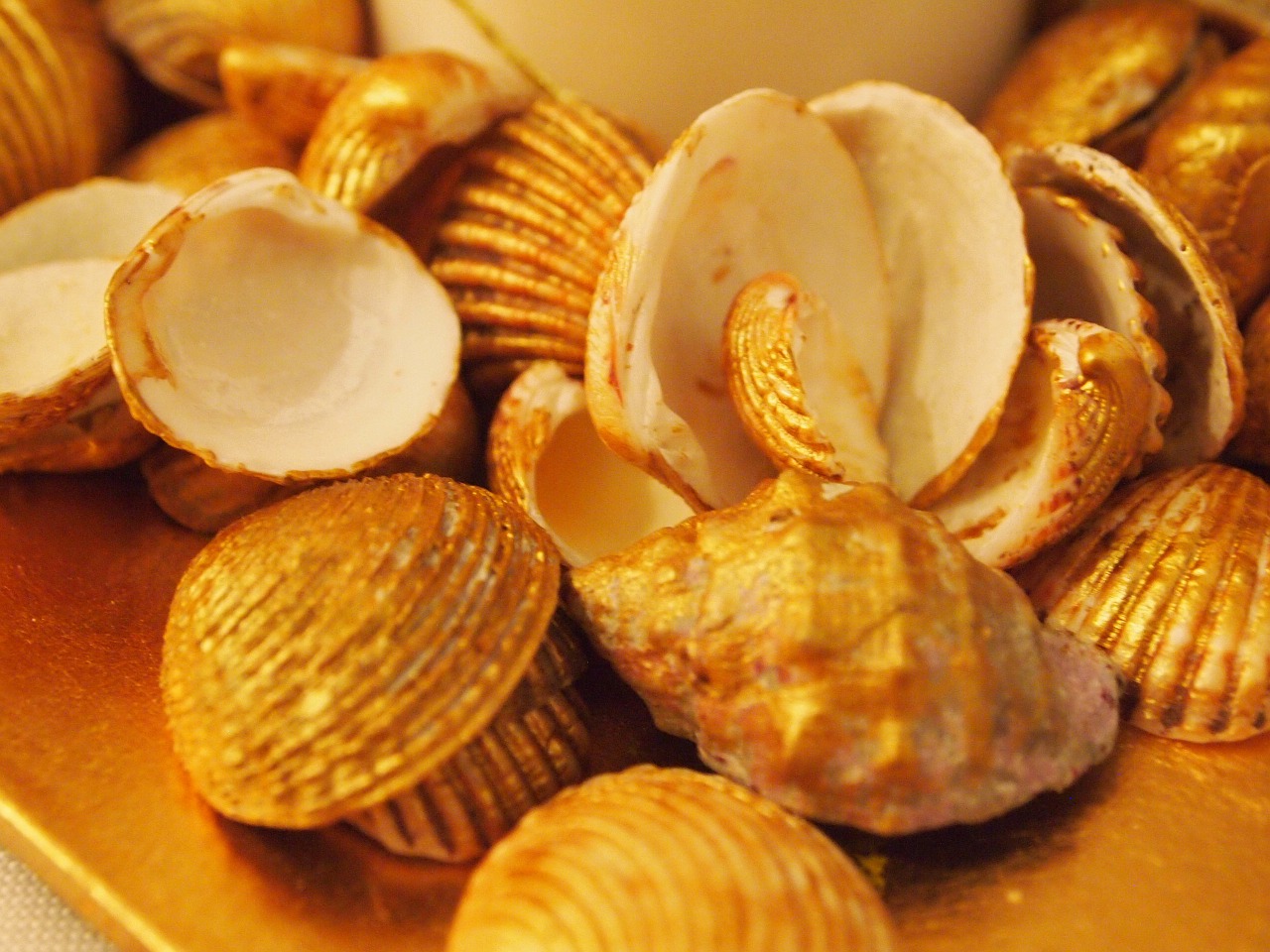 shells decoration clam free photo