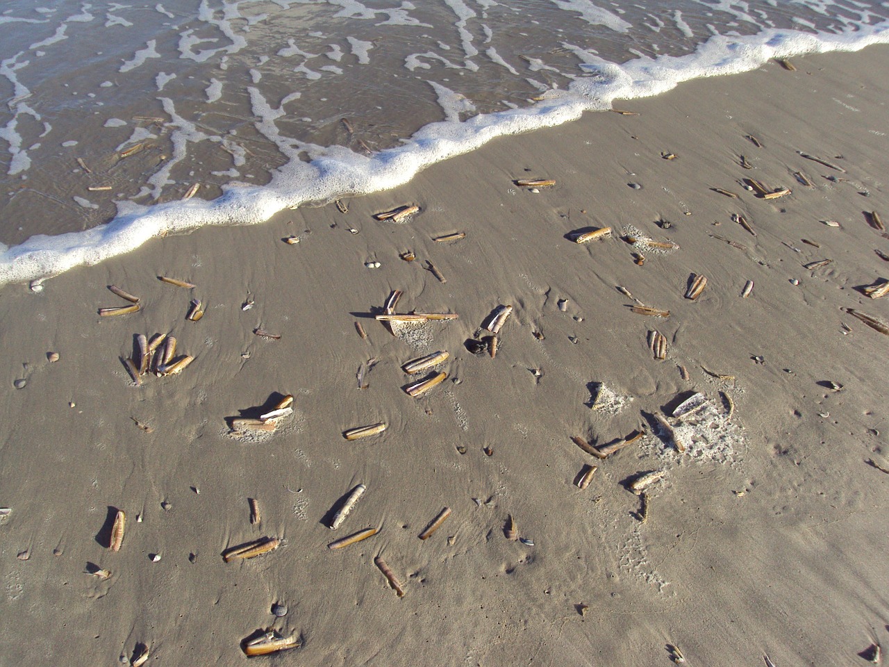 shells ameland sea free photo