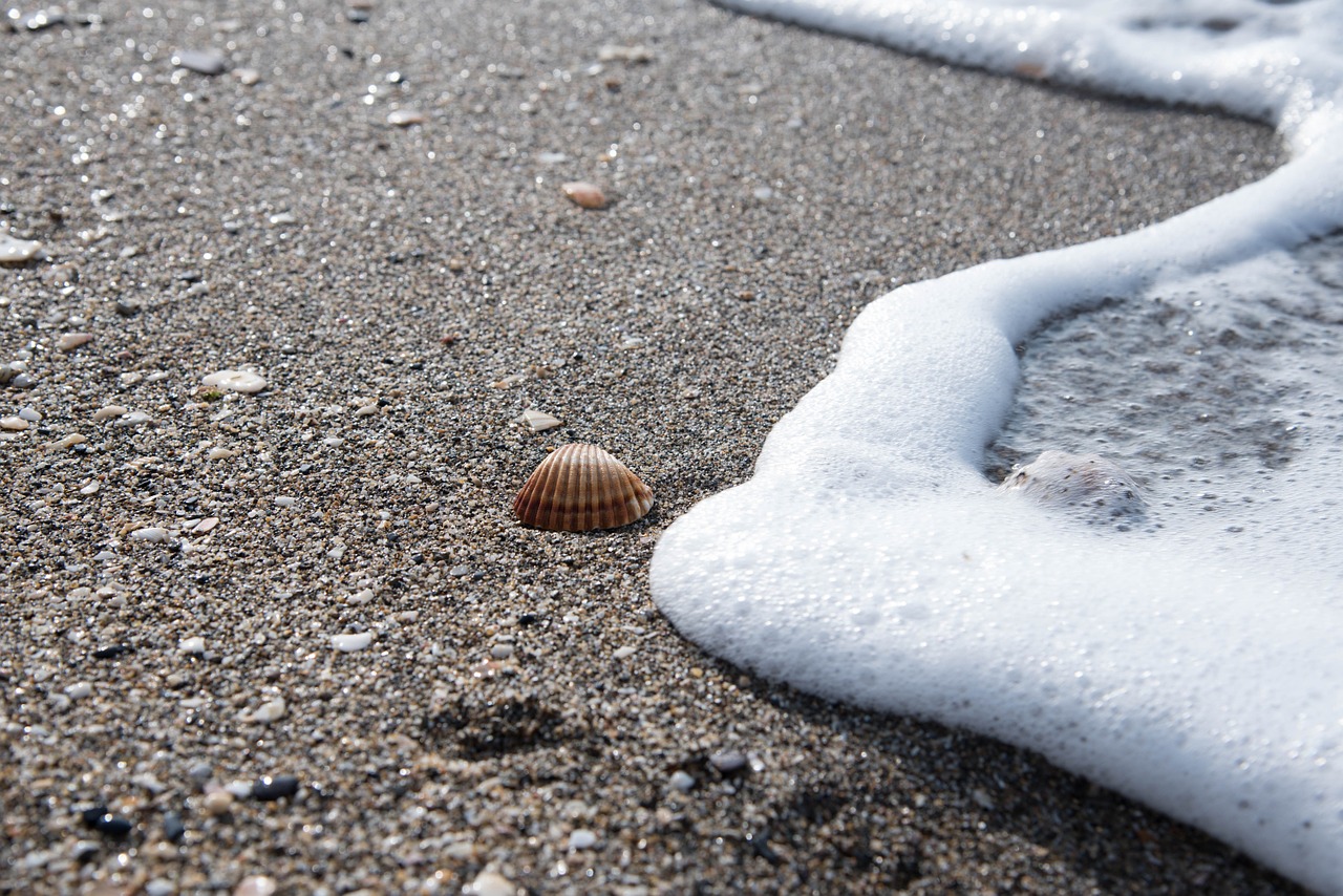 shells costa beach sand free photo