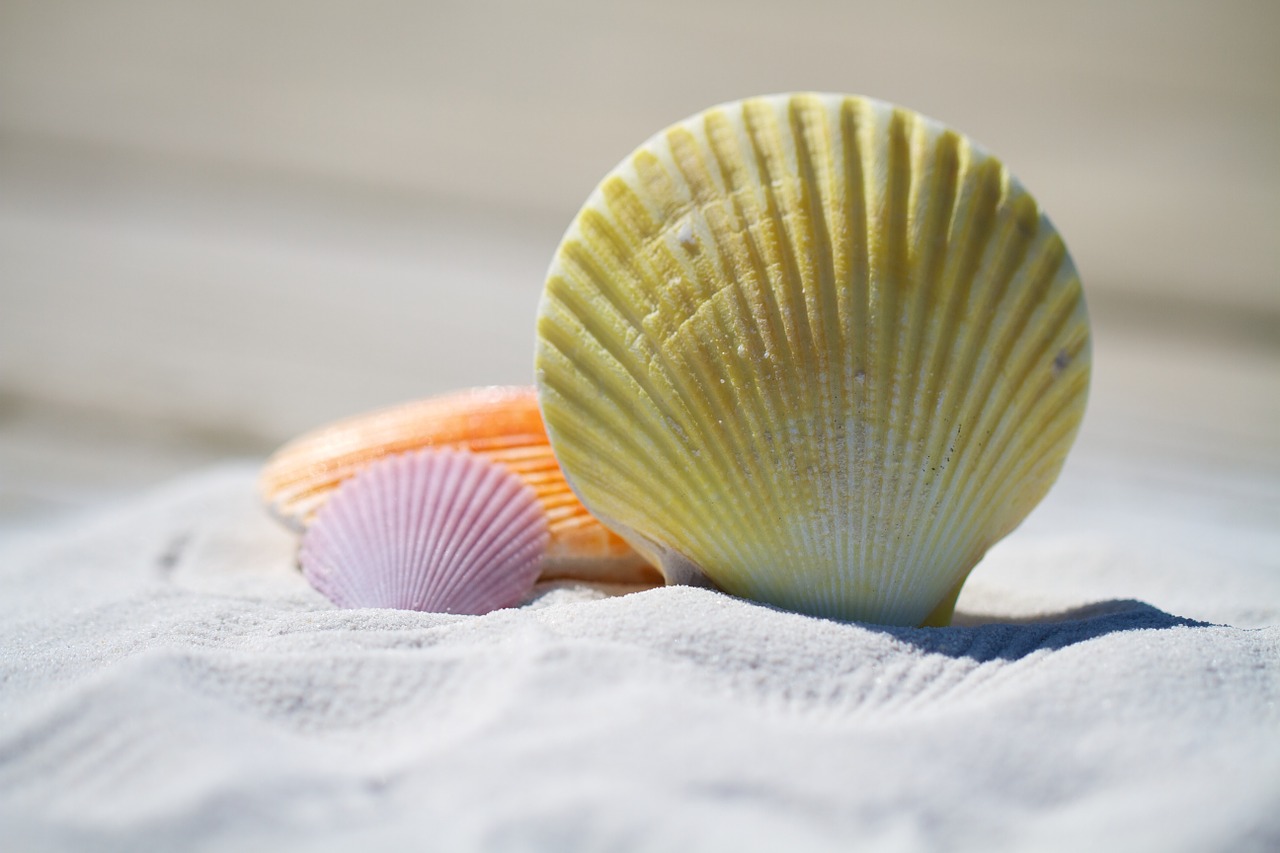 shells massage therapy free photo