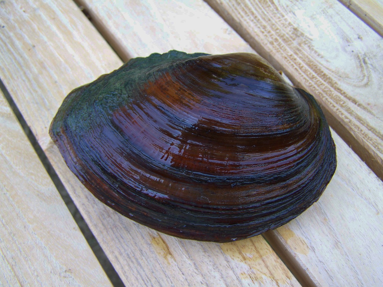 shells freshwater mussels aquatic animal free photo